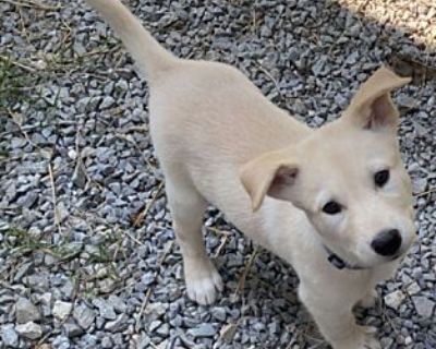 Nadia (PUPPY) - German Shepherd Dog/Husky Mix Female Puppy for Adoption