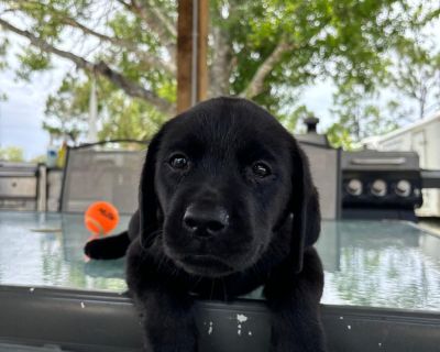 3 Female Labrador Retriever Puppies for Sale