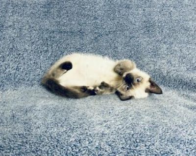 Pixel - Siamese Female Kitten For Sale