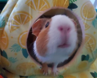 Caramel Macchiato and Espresso Shot - Guinea Pig Female for Adoption