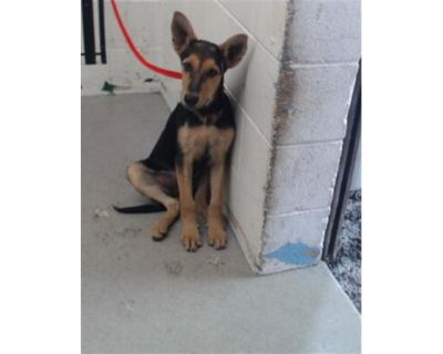 HALO - German Shepherd Dog Male Puppy for Adoption