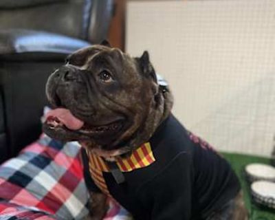King - American Bulldog/American Pit Bull Terrier Mix Male Dog for Adoption