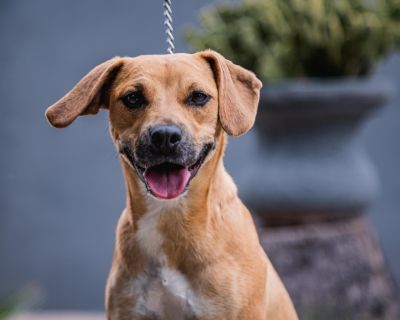 Nugget - Labrador Retriever Female Dog for Adoption