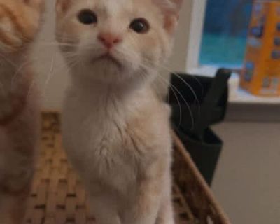 Ray - Domestic Shorthair Male Cat for Adoption