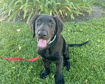 Turner - Labrador Retriever Male Puppy for Adoption