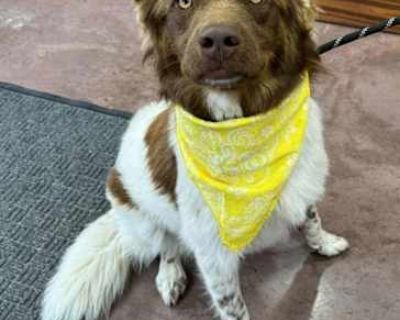 Wall-E - Australian Shepherd Male Dog for Adoption