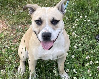 Diesel - Pit Bull Terrier & Boxer Mix Female Dog for Adoption