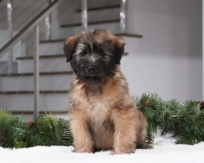 Craigslist soft store coated wheaten terrier