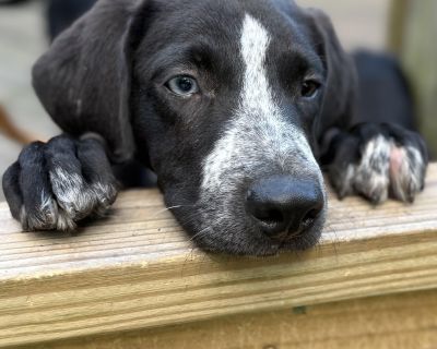 Jackson - Mixed Breed Male Dog for Adoption