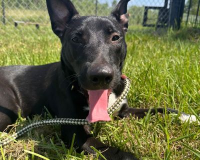 Cindy - Black Labrador Retriever & Australian Kelpie Mix Female Dog for Adoption