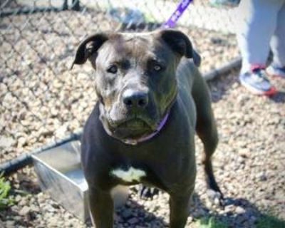 Sweet Pea - Pit Bull Terrier Mix Female Dog for Adoption