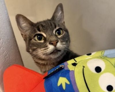 Hi there... I'm Elsey I'm 3-year-old sweetheart with a soft spirit and an even softer purr. I'm the kind of cat who watches the world quietly at first, taking everything in before I decide it's safe. New places, new people, new sounds-they all make me a little shy until I understand what's going on. I'm looking for a calm, patient home where I can settle in at my own pace. Someone who won't rus...