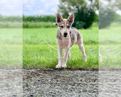 Eyebrows - German Shepherd Dog-Siberian Husky Mix Male Puppy for Sale