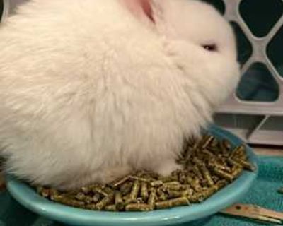 Tuft - Other/Unknown Mix Male for Adoption