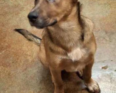 Zeke - Australian Cattle Dog/Shepherd (Unknown Type) Mix Male Dog for Adoption