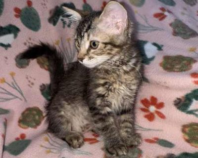 Get ready to press start on a lifetime of love with Sega, the ultimate cuddle-powered kitten! This brown tabby cutie is a pixel-perfect blend of snuggles, pounces, and purrs always ready to curl up in your lap after a victorious round of zoomies. Sega s playful spirit is matched only by her affection, she ll nuzzle your cheek, chase your shoelaces, and melt into your arms like she was programme...