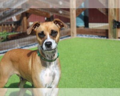 Adult * Location Chestertown, MD, 21620 USA USA *. Dog Breed: Terrier / Mixed. Luna came to us from Georgia as a devoted mama dog, caring for her precious puppies who are still growing and not quite ready for adoption. While she s been busy being the best mom ever, Luna has also shown us just how special she is. This gentle girl is the definition of calm and sweet always ready for a quiet cuddl...