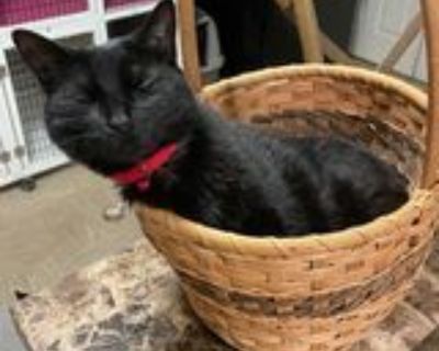 Alexa - Domestic Short Hair Mix Female Cat for Adoption