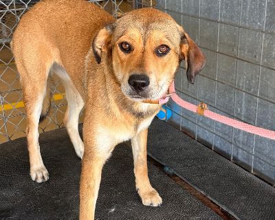 Chippewa - Labrador Retriever & Shepherd Mix Female Dog for Adoption