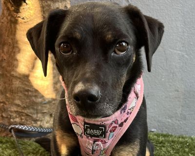 Abby - Doberman Pinscher & Feist Mix Female Puppy for Adoption