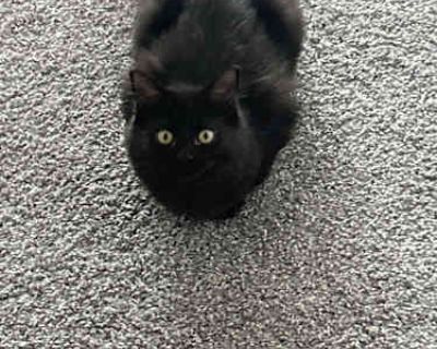 Tiramisu - Domestic Mediumhair Female Cat for Adoption