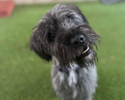 Braxton - Miniature Schnauzer & Terrier Mix Male Dog for Adoption