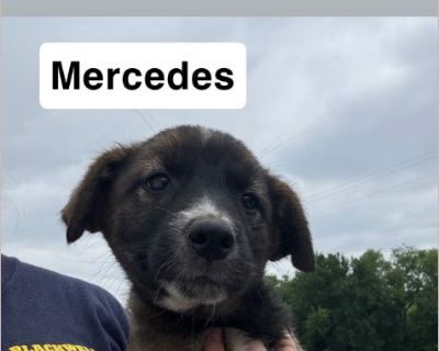Mercedes - Border Collie / Australian Cattle Dog Female Puppy
