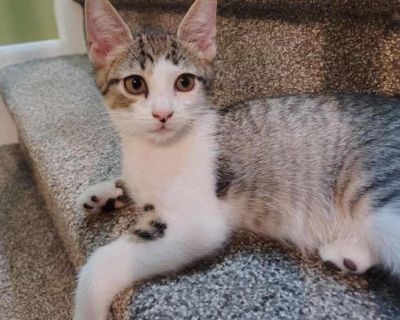 Danior - Domestic Shorthair Male Kitten for Adoption