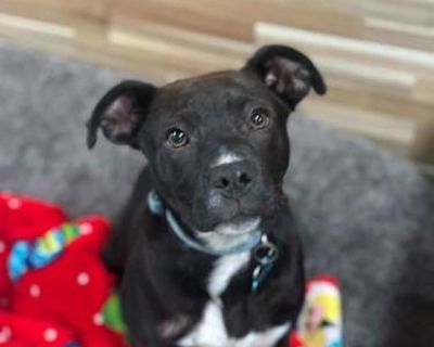 Leo - Terrier (Unknown Type, Medium) Male Puppy for Adoption