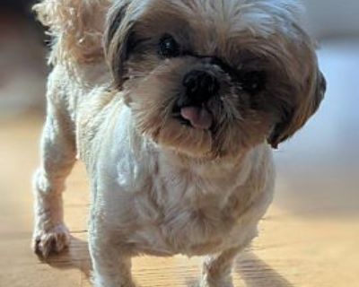 Casey - Shih Tzu Male Dog for Adoption