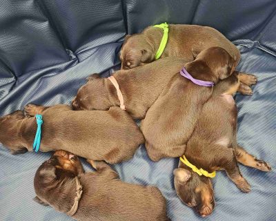 6 Female Doberman Pinscher Puppies for Sale