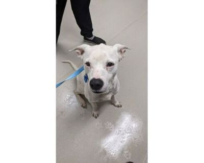 Oden - American Pit Bull Terrier/Mixed Breed (Medium) Mix Male Dog for Adoption