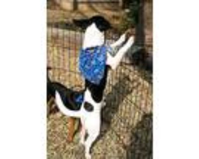 Peter And Micah, Rat Terrier For Adoption In Helotes, Texas