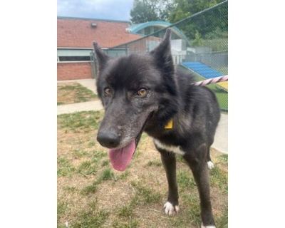 Plummette - Husky/German Shepherd Dog Mix Female Dog for Adoption