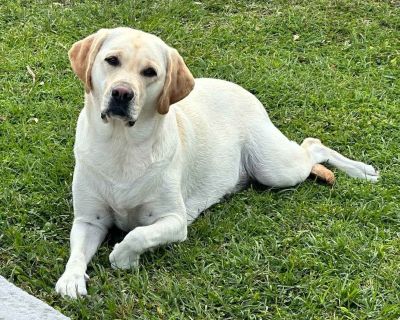 3 Male and 2 Female Labrador Retriever Puppies for Sale