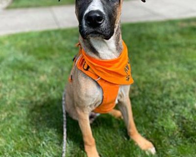 Trip - Great Dane/Husky Mix Male Puppy for Adoption