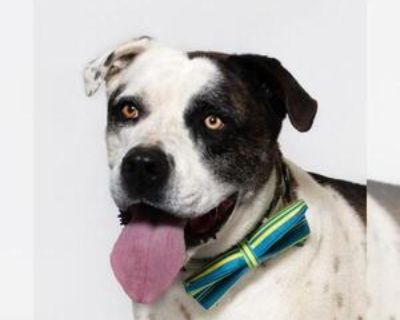 STETSON - Male Saint Bernard-Unknown Mix Adult Dog for Adoption