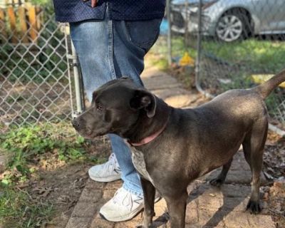 Furry Sidekick has a minimum age requirement of 21. Application is required. Copy and Paste https://forms.gle/LV9bjS4QUMLG1R8E8 Sara is located in Conway AR (Transport will be arranged once adopted, and transport costs is included in the adoption fee.) Meet Sara 75 Pounds of Pure Love Age: 3 4 years | Breed: Pit Bull Mix | Weight: 75 lbs Looking for the easiest roommate you ll ever have? Meet S...