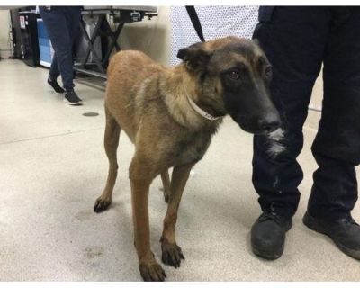 Dog - Belgian Malinois Female Dog for Adoption