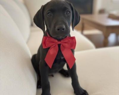 Meet Annie! Annie is now looking for her forever home. Annie is cute baby a Black Lab, she is about 9 weeks old. Annie is very sweet and playful; she is kid, dog and cat friendly. Annie sleeps well in a kennel overnight and used puppy pads well. Annie is UTD on all vaccines, Microchipped, & UTD on Heartworm/Flea/Tick preventions. Her adoption fee is $150 and includes age-appropriate vaccines (D...