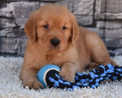 5 Male and 3 Female Golden Retriever Puppies for Sale