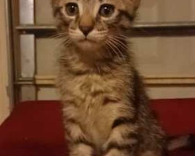 2 Mos old Rambunctious, Sporty, Hyper, Foodie Likes wrestling, climbing, jumping, and dashing. Sometimes he ll let me lay him on his back and help him stretch backwards Dislikes being made to sit still or being contained. He also bullies Maple and Ash a bit, so don't adopt together Maia, a 4 weeks pregnant teen mom, was abandoned by neighbors who moved. Thankfully we took her in and she was abl...