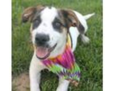 Adopt Laurel--MUST APPLY AT BARKBARKWAG.ORG a Beagle, Australian Shepherd
