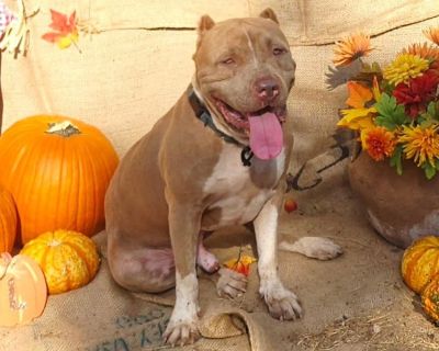 Scooby - American Staffordshire Terrier & Shar-Pei Mix Male Dog for Adoption