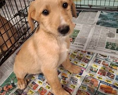 Pine - Golden Retriever/Mixed Breed (Medium) Mix Male Puppy for Adoption