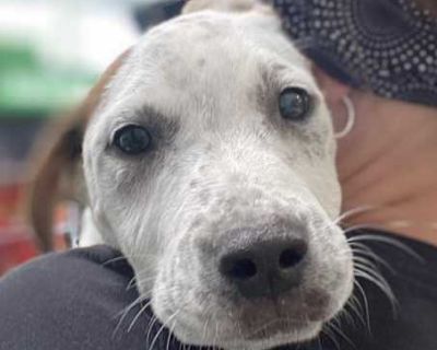 Ricky - Pit Bull Terrier/German Shepherd Dog Mix Male Puppy for Adoption