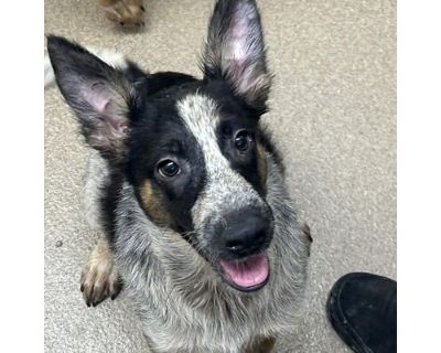 Larry - Australian Cattle Dog/Mixed Breed (Medium) Mix Male Puppy for Adoption