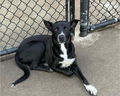 Video: https://www.youtube.com/shorts/G5d1Z7b-ae0 Jabarkus is an 11 month old sweetheart who almost died in a high kill shelter just because they had too many dogs and black dogs often get overlooked. He weighs about 45 lbs and is an absolute angel. Great with people, dogs of all sizes, and with cats. He walks well on the leash and does well in the crate. He is the perfect dog. He is currently ...