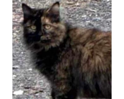 Cerci - Domestic Longhair Female Cat for Adoption