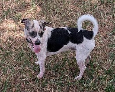 Winston - Chihuahua/Jack Russell Terrier Mix Male Dog for Adoption